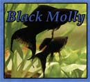 Picture of 'Black Molly'